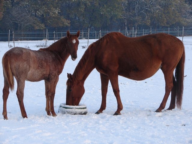 Caballos bajo la nieve en Charenle.JPG 